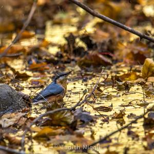 Wood Nuthatch