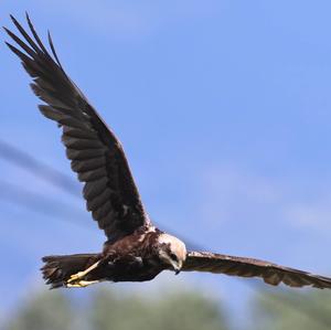 Western Marsh-harrier