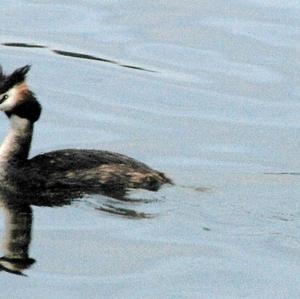 Great Crested Grebe