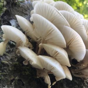 Porcelain Fungus