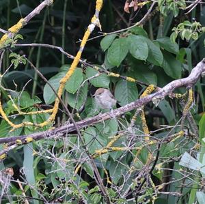 Blackcap