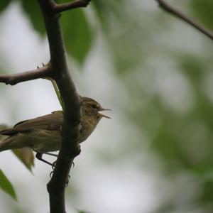 Common Chiffchaff