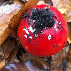 Fly Agaric