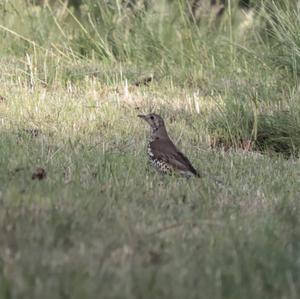 Mistle Thrush