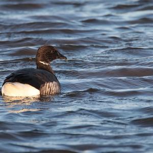 Brent Goose