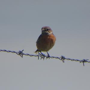 European stonechat