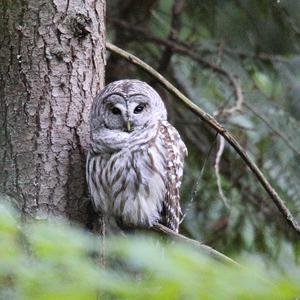 Barred Owl