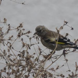 European Goldfinch