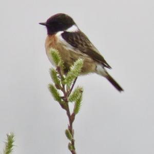 European stonechat