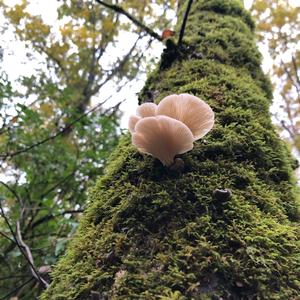 Oyster Mushroom