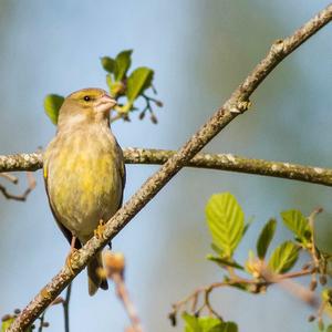 European Greenfinch