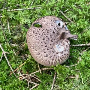 Shingled Hedgehog