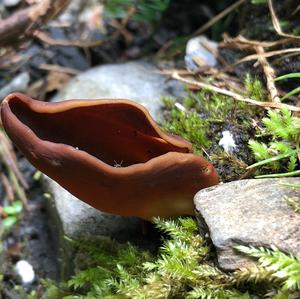 Lemon Peel Fungus