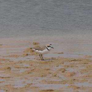 Kentish Plover