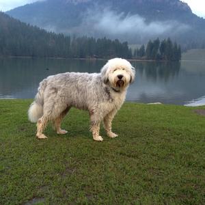 Old English Sheepdog