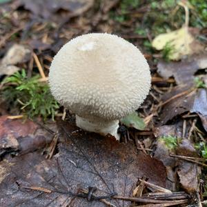 Pestle-shaped Puffball