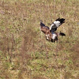 Common Buzzard