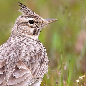 Crested Lark