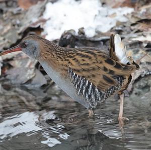 Water Rail