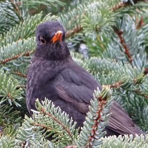 Eurasian Blackbird