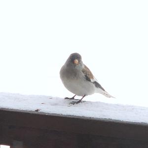 White-winged Snowfinch