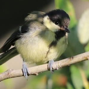 Great Tit