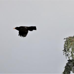 Eurasian Blackbird