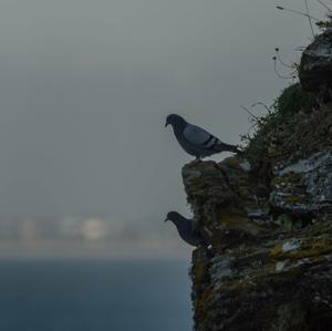 Rock Pigeon