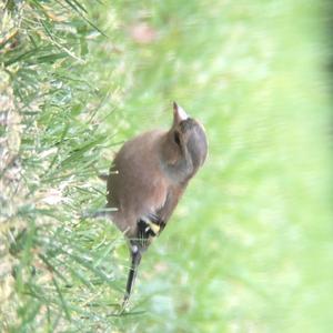 Eurasian Chaffinch