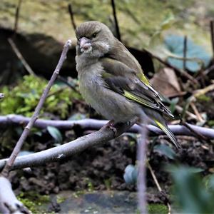 European Greenfinch