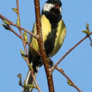 Great Tit