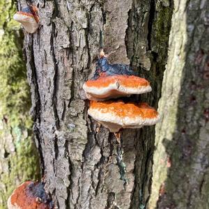 Red-belted Polypore