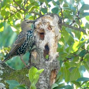 Common Starling