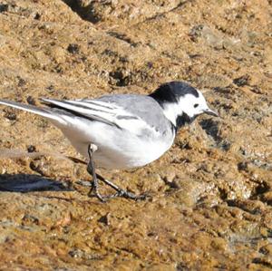 White Wagtail