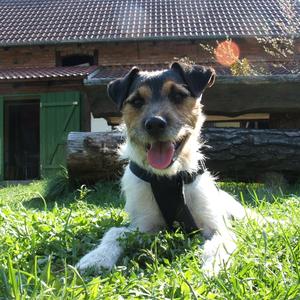 Parson Russell Terrier