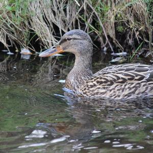 Mallard