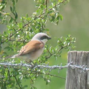 Red-backed Shrike