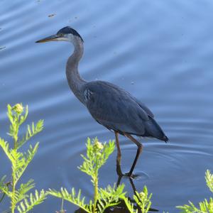 Great Blue Heron