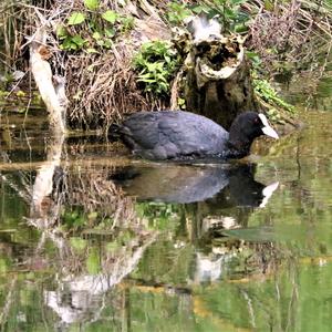 Common Coot