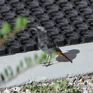 Black Redstart