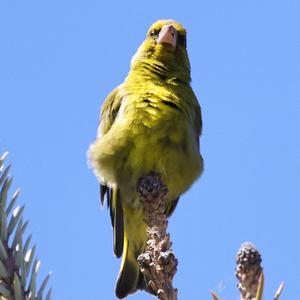 European Greenfinch