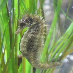 Long-snouted seahorse