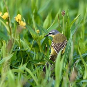 Yellow Wagtail