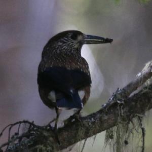 Spotted Nutcracker