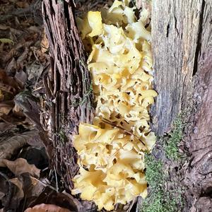 Eastern Cauliflower Mushroom