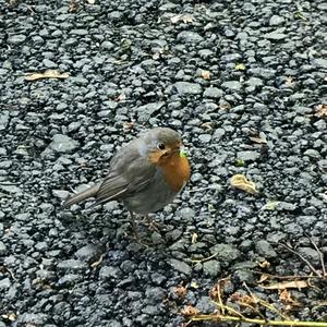 European Robin