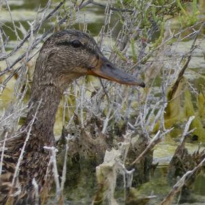 Mallard