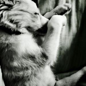 Unknown Breed