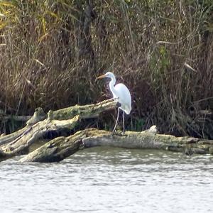 Great Egret