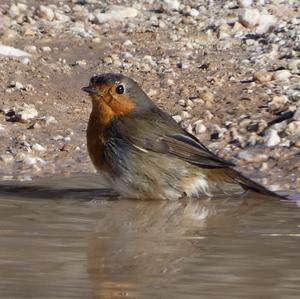 European Robin